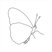 Simple Butterfly Insect Drawing Using One Line: A Great Start for Young Artists