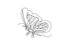 One Line Butterfly Drawing for Kids and Beginners: Easy Insect Art Practice
