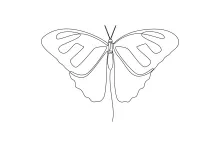 Easy Butterfly One Line Drawing: Learn to Sketch Nature with One Continuous Line