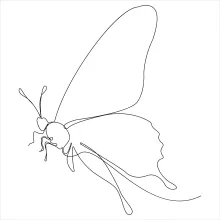 Learn to Sketch a Butterfly in One Line: A Calm Way to Practice Art