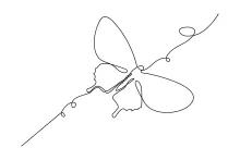 Beginner’s One Line Butterfly Art: A Relaxing Way to Draw Nature