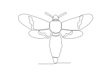 Simple Moth Drawing in One Line: Study Wing Design with Easy Shapes