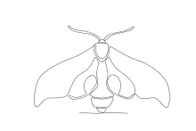 One-Line Moth Drawing: Explore Symmetry and Wing Shape in Simple Art