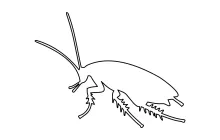 Simple Cockroach Drawing in One Line: Learn Long Shapes and Easy Insect Forms