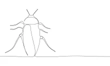 Simple Cockroach Drawing in One Line: Practice Elongated Forms and Leg Placement