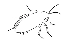 Easy One-Line Cockroach Drawing: Study Symmetry and Form in Simple Insect Design