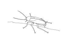 One-Line Cockroach Drawing: Explore Insect Shapes with a Focus on Simplicity