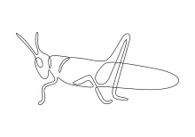 One-Line Grasshopper Sketch: Explore Insect Anatomy with Simple Drawing Practice