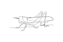 Grasshopper One-Line Drawing: Explore Motion and Leg Structure with Easy Lines