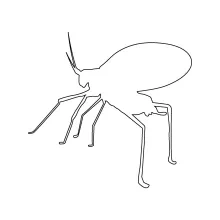 Easy Katydid Grasshopper Drawing in One Line: Explore Organic Shapes with Insect Art