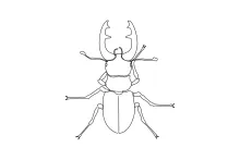 Stag Beetle in One Line: Learn to Draw Bold Insect Features Simply