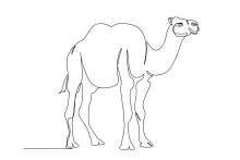 One-Line Camel Drawing: Learn Simple Desert Animal Shapes