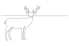 One-Line Drawing of a Wild Deer: Quick Nature Sketching for All Ages