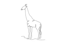 Tall Giraffe One-Line Drawing: Learn Proportions with a Simple Sketching Style