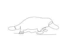 One Line Platypus Drawing: Explore Unique Animal Shapes with Easy Lines