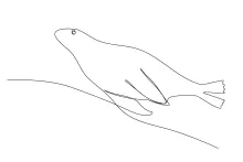 Seal Animal One Line Drawing for Learning Ocean Wildlife Basics