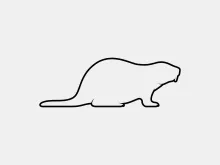 One Line Drawing of a Beaver: Learn Nature Through Simple Line Art