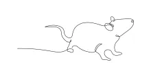"One Line Rat Drawing: Depicting an Agile Rodent with Minimalist Techniques"