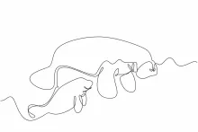 "One Line Mother Manatee Art: A Minimalist Approach to Wildlife Care and Connection"