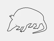 One Line Armadillo Drawing for Fun and Simple Wildlife Art Practice