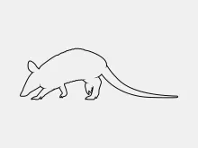 Armadillo Drawing in One Line to Practice Creative Animal Shapes