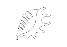 Easy One-Line Seashell Drawing for Practicing Curve Control