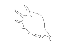One-Line Seashell Drawing for Natural Shape Study and Line Practice