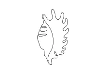 One-Line Seashell Drawing for Training in Smooth Curves and Form Memory