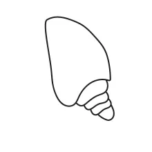 One-Line Seashell Drawing to Support Calm, Repetitive Line Learning