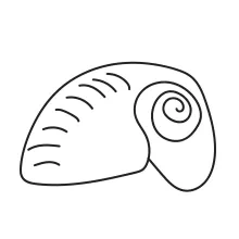 Draw a Seashell in One Line to Explore Balanced Natural Shapes