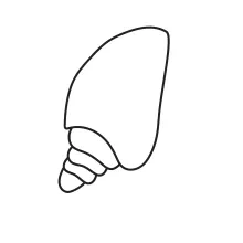 One-Line Seashell Drawing for Exploring Natural Patterns in Art