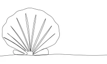 Easy One-Line Seashell Drawing to Study Gentle Shape Transitions