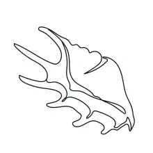 Easy One-Line Seashell Drawing for Natural Pattern Recognition