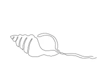 One-Line Shell Drawing for Practicing Edges and Outer Form Awareness