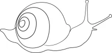 Snail One-Line Outline: A Simple Subject to Practice Continuous Drawing