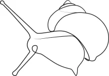 Easy Snail One-Line Drawing: A Beginner’s Practice for Gentle Curves