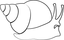Simple One-Line Snail Art for Relaxing Drawing Practice