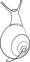 Easy One-Line Snail Drawing to Boost Observation Skills