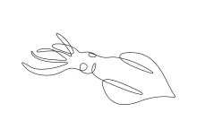 Learn to Draw a Squid in One Line for Balanced Tentacle Placement