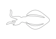 Simple Squid One-Line Drawing to Explore Natural Proportion and Form