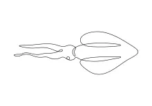 One-Line Squid Drawing for Understanding Form Flow and Tentacle Length