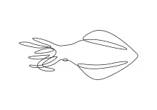 One-Line Squid Drawing for Developing Line Continuity and Shape Logic