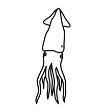 One-Line Squid Drawing for Practicing Structure in Long Form Animals