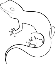 One-Line Chameleon Drawing: Explore Reptile Shapes with Simple Lines