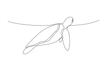 One Line Sea Turtle Drawing: Easy Marine Reptile for Daily Drawing Fun