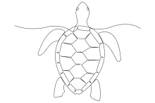Sea Turtle in One Line: Build Drawing Focus Through Simple Marine Shapes