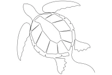 Simple Sea Turtle Line Drawing: A Fun Way to Practice Sea Life Sketching