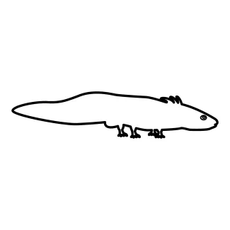 axolotl Easy One-Line Axolotl Drawing to Explore Fun Animal Forms