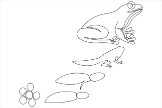 frog Beginner One-Line Frog Drawing: Build Drawing Confidence with Simple Animal Shapes