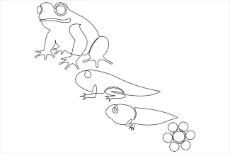 frog Simple One-Line Frog Drawing to Strengthen Coordination and Visual Memory
